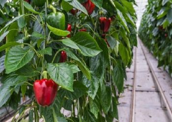 معاون وزیر جهادکشاورزی: مشکل صادرات فلفل دلمه ای هرمزگان به زودی رفع می شود