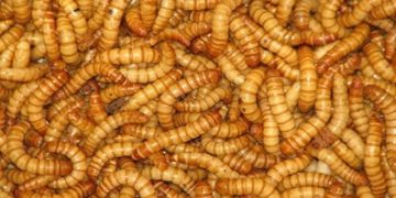 پرورش کرم “میل ورم” در کهگیلویه و بویراحمد یک تیر با چند نشان