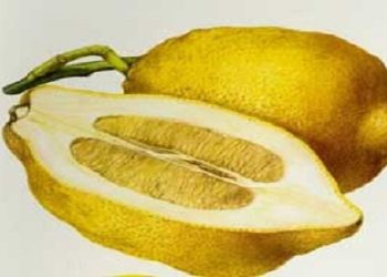 میوه‌ای که خاصیت ضد سم دارد