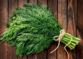 یک کارشناس گیاهان دارویی مطرح کرد: گیاهی شگفت‌انگیز در سبد غذایی ما