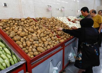 عرضه سیب‌زمینی بحرانی است/ احتمال واردات از پاکستان وجود دارد