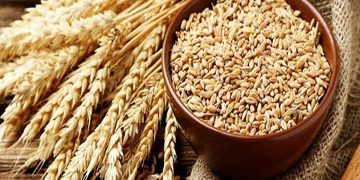 صادرات غلات اوکراین از طریق راه‌آهن انجام می‌شود