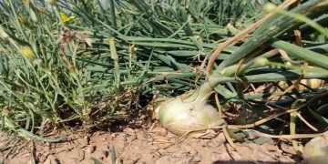 هدفگذاری کاشت ۶ هزار هکتار پیاز در جنوب کرمان/ راهکار جلوگیری از زیان کشاورزان چیست؟