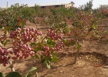 رئیس جهاد کشاورزی راور خبر داد؛ خسارت سنگین سرمازدگی به باغ های پسته شهرستان راور