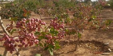 رئیس جهاد کشاورزی راور خبر داد؛ خسارت سنگین سرمازدگی به باغ های پسته شهرستان راور