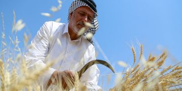 ۲۴ هزار تن گندم از کشاورزان خرمشهر خریداری شد