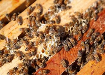 معاون وزیر جهاد: ایران باید به هاب صنعت زنبورداری در منطقه تبدیل شود