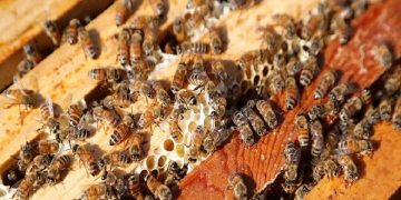 معاون وزیر جهاد: ایران باید به هاب صنعت زنبورداری در منطقه تبدیل شود