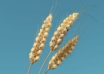 پرونده امنیت غذایی_۱۲ بازگشت «هفت گاو لاغر» پس از چهار هزار سال