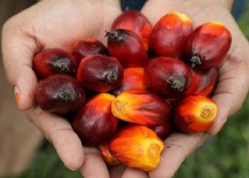 ذخایر روغن پالم مالزی افزایش یافت!