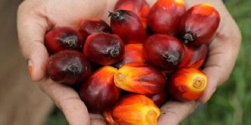 ذخایر روغن پالم مالزی افزایش یافت!