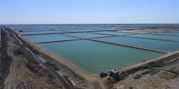 فعالیت بزرگترین سایت پرورشی کشور در گناوه با ذخیره سازی بچه میگو آغاز شد