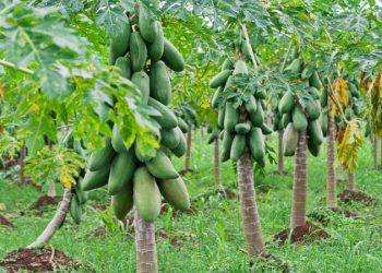 گنج پنهان و آینده روشن سیستان و بلوچستان