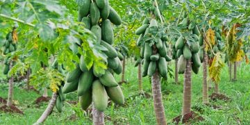 گنج پنهان و آینده روشن سیستان و بلوچستان