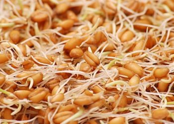 خاصیت های عجیب جوانه گندم که از آن بی خبرید