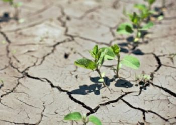 پردیس تحقیقاتی لوبیای خمین در آستانه معرفی ۵ رقم جدید