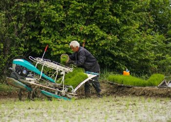 مصوبه الگوی کشت ۱۳ ساله شد/ چند درصد از کشاورزی زیر الگوی کشت رفت؟