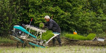 مصوبه الگوی کشت ۱۳ ساله شد/ چند درصد از کشاورزی زیر الگوی کشت رفت؟