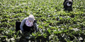 اختصاص ۳ هزار هکتار از اراضی شادگان به کشت تابستانه