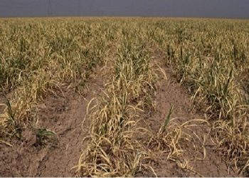 احتمال توقف کامل کشاورزی در عراق به علت کم‌آبی