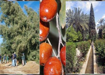 از یادگار لطفعلی خان زند در طبس تا کاشت درخت گز در کالیفرنیا