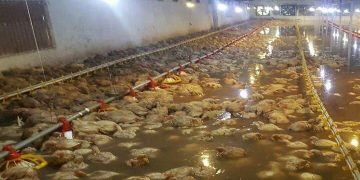 مرغ‌های زنده نجات‌یافته از سیلاب