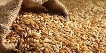 تحقق ۵۷ درصدی تولید و خرید بذر جو تاکنون