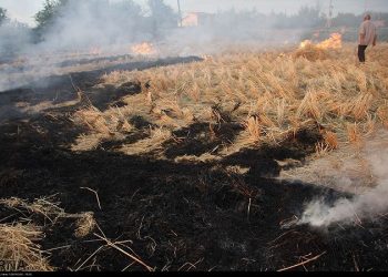 پایان خاک‌سوزی در مزارع مازندران / کاه و کلش قیمتی شد