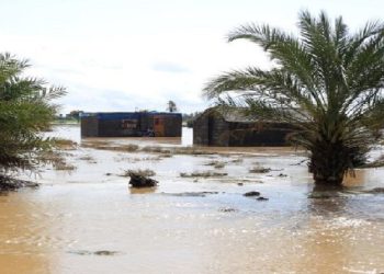 سیل و آفت، کام نخلداران جنوب کرمان را تُرش و خشک کرد