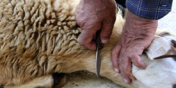 مردم از کشتار غیربهداشتی دام‌ جدا خودداری کنند