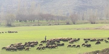 حال مراتع کشور خوب نیست