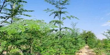 بزرگترین مزرعه مورینگای فارس گواهی “ICM ” دریافت کرد
