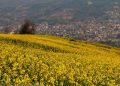 تمام تلاش‌مان را می کنیم مطالبات کلزاکاران به موقع تسویه شود