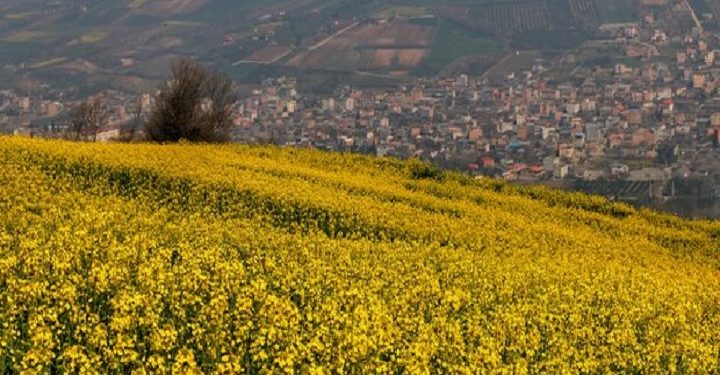 تمام تلاش‌مان را می کنیم مطالبات کلزاکاران به موقع تسویه شود