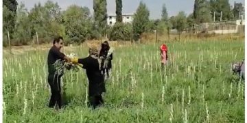 آغاز برداشت مزرعه‌ای گل مریم در فیروزآباد