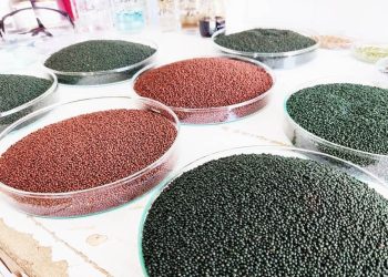 قطع وابستگی به خارج با دستیابی به توان تولید و صادرات بذرهای هیبریدی