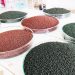 قطع وابستگی به خارج با دستیابی به توان تولید و صادرات بذرهای هیبریدی