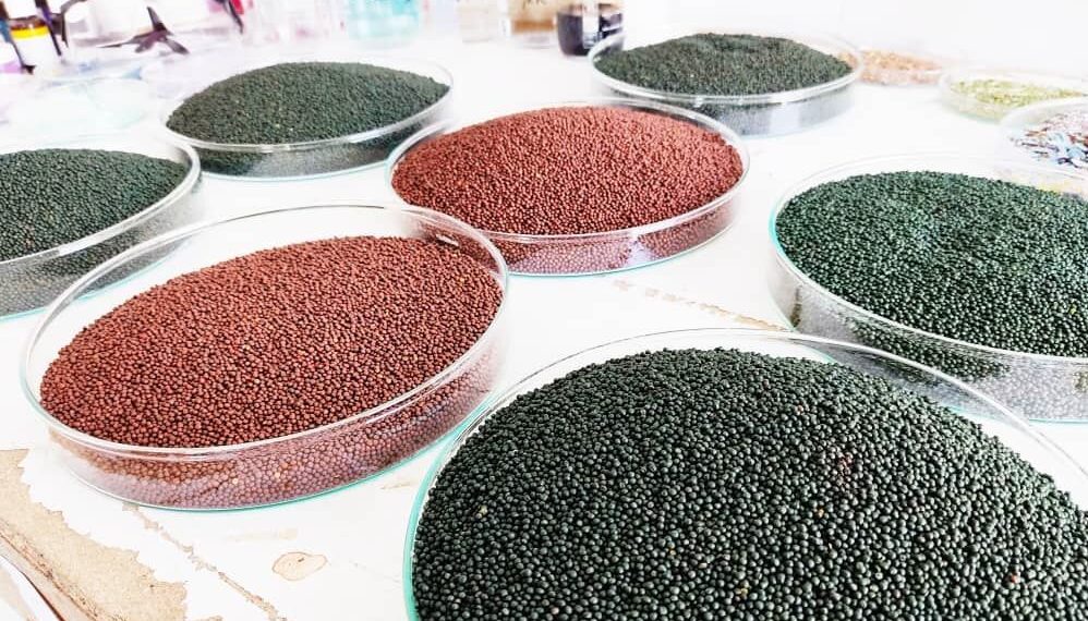 قطع وابستگی به خارج با دستیابی به توان تولید و صادرات بذرهای هیبریدی