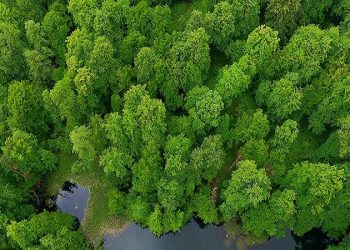 راه‌اندازی مرکز پایش جنگل‌های کشور