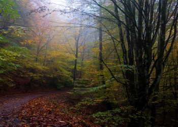 هشدار سازمان بازرسی به وزارت جهادکشاورزی درباره هجوم آفات به جنگل‌های هیرکانی