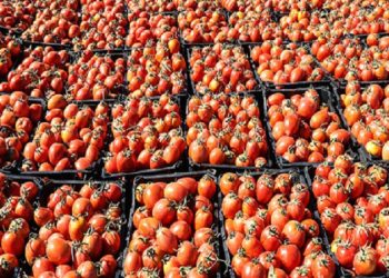 خسارات کشاورزان قزوینی از کشت محصولات جالیزی