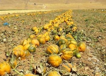 برداشت کدو آجیلی آباده ادامه دارد