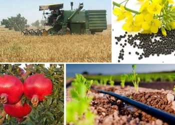 ۱۵ تا ۲۰ درصد محصولات ارگانیک کشور صادر می‌شود