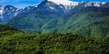 شناسایی و تحقیقات نیاز ضروری درختان کهنسال جنگل‌های شمال