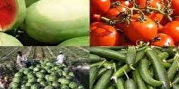 حداقل تعرفه محصولات جالیزی، ۱۰۰ درصد قیمت پایه صادراتی
