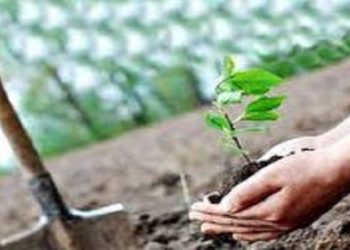 هدف گذاری کاشت ۱ میلیارد نهال طی ۴ سال