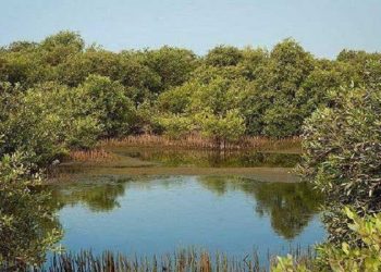 پروژه جنگل حرا در ۱۰۰ هکتار از اراضی آبادان اجرا می‌شود