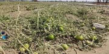 خسارت حدود چهار هزار میلیارد ریالی سرمای هوا به کشاورزی سیستان و بلوچستان