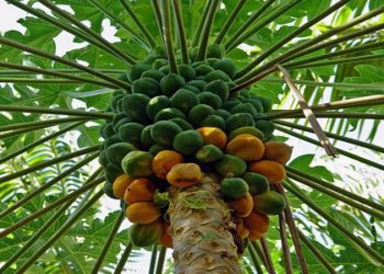 ۴۰ هزار تن انواع محصولات باغی سیستان و بلوچستان صادر شد