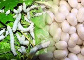 تفاهم نامه تولید ۱۰ میلیون نهال توت برای توسعه نوغانداری